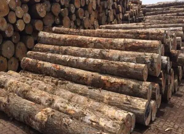 加勒比松原木進口報關清關代理服務【經典案例】