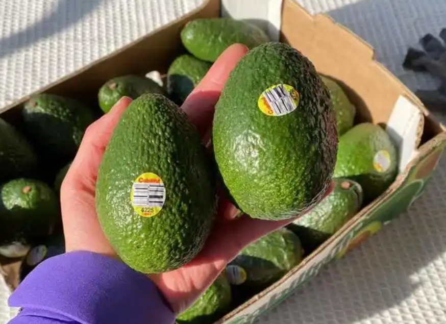 【首次登陸】智利進口牛油果在天津口岸通關完畢